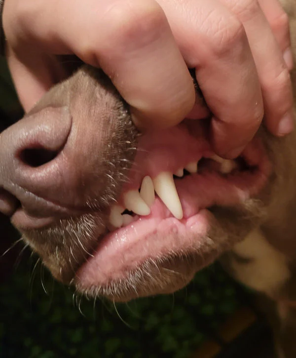 James N. — PawFresh™ Anti-Tartar Oral Spray result
