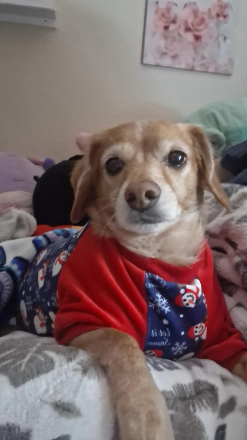 David P. — PawFresh™ Anti-Tartar Oral Spray result