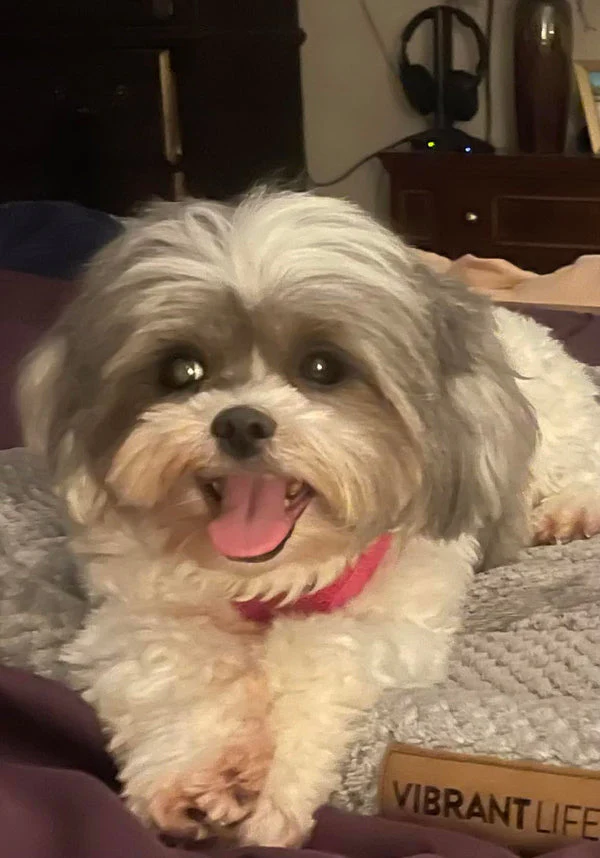Jack T. — PawFresh™ Anti-Tartar Oral Spray result