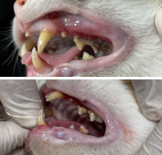 Sophie D. — PawFresh™ Anti-Tartar Oral Spray result
