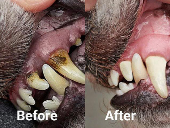 Hannah S. — PawFresh™ Anti-Tartar Oral Spray result